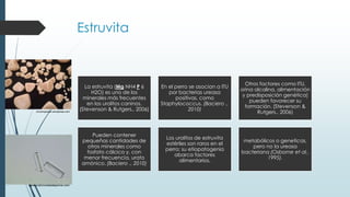 www.nutricionistadeperros.com
cmcompositor.wordpress.com
La estruvita (Mg NH4 P 6
H2O) es uno de los
minerales más frecuentes
en los urolitos caninos.
(Stevenson & Rutgers., 2006)
En el perro se asocian a ITU
por bacterias ureasa
positivas, como
Staphylococcus. (Baciero .,
2010)
Otros factores como ITU,
orina alcalina, alimentación
y predisposición genética)
pueden favorecer su
formación. (Stevenson &
Rutgers., 2006)
Pueden contener
pequeñas cantidades de
otros minerales como
fosfato cálcico y, con
menor frecuencia, urato
amónico. (Baciero ., 2010)
Los urolitos de estruvita
estériles son raros en el
perro; su etiopatogenia
abarca factores
alimentarios,
metabólicos o geneticas,
pero no la ureasa
bacteriana (Osborne et al.,
1995).
Estruvita
 
