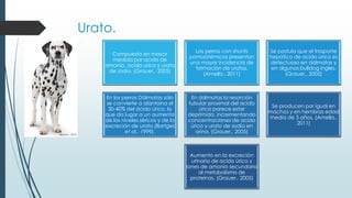 Urato.
Compuesto en mayor
medida por acido de
amonio, acido urico y urato
de sodio. (Grauer., 2005)
Los perros con shunts
portosistémicos presentan
una mayor incidencia de
formación de uratos.
(Amella., 2011)
Se postula que el trasporte
hepático de acido úrico es
defectuoso en dálmatas y
en algunos bulldog ingles.
(Grauer., 2005)
En los perros Dálmatas sólo
se convierte a alantoína el
30-40% del ácido úrico, lo
que da lugar a un aumento
de los niveles séricos y de la
excreción de urato (Bartges
et al., 1999).
En dálmatas la resorción
tubular proximal del acido
úrico parece estar
deprimida, incrementando
concentraciones de acido
úrico y urato de sodio en
orina. (Grauer., 2005)
Se producen por igual en
machos y en hembras edad
media de 3 años. (Amella.,
2011)
Aumento en la excreción
urinaria de acido úrico y
iones de amonio secundario
al metabolismo de
proteínas. (Grauer., 2005)
(Baciero ., 2010)
 