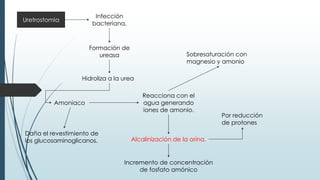 Uretrostomia
Infección
bacteriana.
Alcalinización de la orina.
Formación de
ureasa
Hidroliza a la urea
Amoniaco
Reacciona con el
agua generando
iones de amonio.
Por reducción
de protones
Daña el revestimiento de
los glucosaminoglicanos.
Sobresaturación con
magnesio y amonio
Incremento de concentración
de fosfato amónico
 