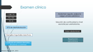 Examen clínico
T: 38,1 °C
FC: 132
FR: 32
8 % de deshidratación
Abdomen agudo, palpa la
vejiga urinaria pletórica
Solución de continuidad a nivel
escrotal por uretrostomia.
Ganglios inguinales reactivos.
Calculo en piezas dentales
(Incisivos y caninos)
Dolor abdominal.
Respiración
asincrónica.
Historia clínica CUV., 2015
 