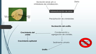 DietaExcreción renal, pH, e
inhibidores de cristalización.
Sobresaturación de orina
Nucleación del urolito.
Precipitación de cristaloides
Condensación y
agregación de cristales.
Crecimiento del
cristal
Crecimiento epitaxial
Sedimento urinario Inhibidores de
cristalización
Urolito
 