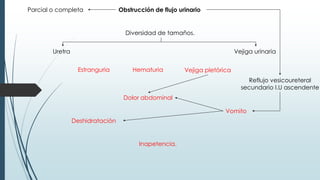 Obstrucción de flujo urinario
Diversidad de tamaños.
Uretra Vejiga urinaria
Estranguria Hematuria Vejiga pletórica
Dolor abdominal
Deshidratación
Vomito
Inapetencia.
Parcial o completa
Reflujo vesicoureteral
secundario I.U ascendente
 