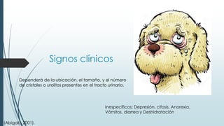 Signos clínicos
Dependerá de la ubicación, el tamaño, y el número
de cristales o urolitos presentes en el tracto urinario.
Inespecíficos: Depresión, cifosis, Anorexia,
Vómitos, diarrea y Deshidratación
(Abigail., 2001).
 