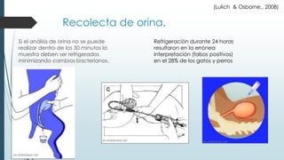 Recolecta de orina.
Si el análisis de orina no se puede
realizar dentro de los 30 minutos la
muestra deben ser refrigerados
minimizando cambios bacterianos.
Refrigeración durante 24 horas
resultaron en la errónea
interpretación (falsos positivos)
en el 28% de los gatos y perros
(Lulich & Osborne., 2008)
es.slideshare.net
es.slideshare.net es.slideshare.net
 