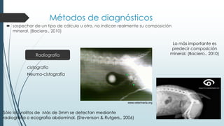 Métodos de diagnósticos
 sospechar de un tipo de cálculo u otro, no indican realmente su composición
mineral. (Baciero., 2010)
Radiografía
cistografía
Neumo-cistografía
www.veterinaria.org
Lo más importante es
predecir composición
mineral. (Baciero., 2010)
Sólo los urolitos de Más de 3mm se detectan mediante
radiografía o ecografía abdominal. (Stevenson & Rutgers., 2006)
 