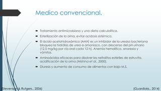 Medico convencional.
 Tratamiento antimicrobiano y una dieta calculolítica.
 Esterilización de la orina, evitar acidosis sistémica.
 El ácido acetohidroxámico (AAH) es un inhibidor de la ureasa bacteriana
bloquea la hidrólisis de urea a amoniaco, con descenso del pH urinario
(12,5 mg/kg por vía oral cada 12 h). Anemia hemolítica, anorexia y
vómitos.
 Aminoácidos eficaces para disolver los nefrolitos estériles de estruvita,
acidificación de la orina (Mishina et al., 2000).
 Diuresis y aumento de consumo de alimentos con bajo M.S.
(Stevenson & Rutgers., 2006) (Guardiola., 2014)
 