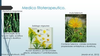 Medico fitoterapeutico.
Estimulante de la
función renal, acidifica
la orina. y diurético.
Equisetum bogotense
Acción diurética por flavonoides
efecto, antiséptico Y antiinflamatorio.
Solidago virgaurea
Contiene helenina cristales acidulares
propiedades antisépticas y diureticas.
Inula helenium
(Morán et al., 2012)(Grases & Costa-Bauzá., 2000)
 