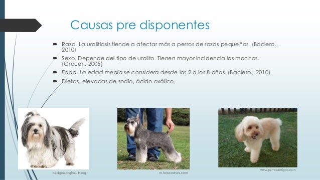 las nueces producen acido urico que pastillas debo tomar para el acido urico el acido urico afecta la rodilla