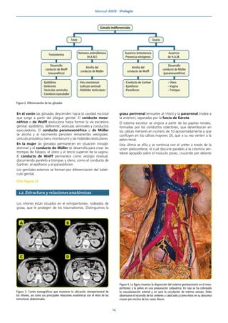 Manual AMIR · Urología
14
En el varón las gónadas descienden hacia la cavidad escrotal
que surge a partir del pliegue genital. El conducto meso-
néfrico o de Wolff evoluciona hasta formar la vía excretora
genital: epidídimo, deferente, vesículas seminales y conductos
eyaculadores. El conducto paramesonéfrico o de Müller
se atrofia y al nacimiento persisten remanentes vestigiales:
utrículo prostático (veru montanum) y las hidátides testiculares.
En la mujer las gónadas permanecen en situación intraab-
dominal y el conducto de Müller se desarrolla para crear las
trompas de Falopio, el útero y el tercio superior de la vagina.
El conducto de Wolff permanece como vestigio residual,
discurriendo paralelo a trompas y útero, como el conducto de
Gartner, el epóforon y el paraoóforon.
Los genitales externos se forman por diferenciación del tubér-
culo genital.
(Ver figura 2)
1.2. Estructura y relaciones anatómicas
Los riñones están situados en el retroperitoneo, rodeados de
grasa, que le protegen de los traumatismos. Distinguimos la
grasa perirrenal (envuelve al riñón) y la pararrenal (rodea a
la anterior), separadas por la fascia de Gerota.
El sistema excretor se origina a partir de las papilas renales,
formadas por los conductos colectores, que desembocan en
los cálices menores en número de 10 aproximadamente y que
confluyen en los cálices mayores (3), que a su vez vierten a la
pelvis renal.
Esta última se afila y se continúa con el uréter a través de la
unión pieloureteral, el cual discurre paralelo a la columna ver-
tebral apoyado sobre el músculo psoas, cruzando por delante
A B
C D
Figura 3. Cortes tomográficos que muestran la ubicación retroperitoneal de
los riñones, así como sus principales relaciones anatómicas con el resto de las
estructuras abdominales.
Figura 4. La figura muestra la disposición del sistema genitourinario en el retro-
peritoneo y la pelvis en una preparación cadavérica. En rojo se ha coloreado
la vascularización arterial y en azul la circulación de retorno venoso. Debe
observarse el recorrido de los uréteres a cada lado y cómo éstos en su descenso
cruzan por encima de los vasos ilíacos.
Gónada indiferenciada
Hormona antimülleriana
(H.A.M.)
Testosterona
Desarrollo
conducto de Wolff
(mesonéfrico)
Atrofia del
conducto de Müller
- Epidídimo
- Deferente
- Vesículas seminales
- Conducto eyaculador
- Veru montanum
(colículo seminal)
- Hidátides testiculares
Ausencia testosterona
Presencia estrógenos
Desarrollo
conducto de Müller
(paramesonéfrico)
Atrofia del
conducto de Wolff
- Conducto de Gartner
- Epoóforon
- Paraóforon
- Útero
- Vagina
- Trompas
Ausencia
de H.A.M.
Teste Ovario
Figura 2. Diferenciación de las gónadas
 