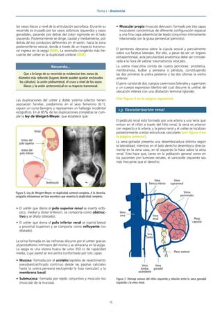 Tema 1 · Anatomía
15
los vasos ilíacos a nivel de la articulación sacroilíaca. Durante su
recorrido es cruzado por los vasos colónicos izquierdos y vasos
gonadales, pasando por detrás del colon sigmoide en el lado
izquierdo. Posteriormente se dirige, caudal y medialmente, por
detrás de los conductos deferentes en el varón, hacia la zona
posteroinferior vesical, donde a través de un trayecto transmu-
ral ingresa en la vejiga (MIR). La anomalía congénita más fre-
cuente del uréter es la duplicidad ureteral (MIR).
Las duplicaciones del uréter y doble sistema colector tienen
asociación familiar, predominio en el sexo femenino (6:1),
siguen un curso benigno y representan un hallazgo incidental
ecográfico. En el 85% de las duplicaciones completas se cum-
ple la ley de Weigert-Meyer, que establece que:
• El uréter que drena el polo superior renal se inserta ectó-
pico, medial y distal (inferior), se comporta como obstruc-
tivo y se dilata (dilatado).
• El uréter que drena el polo inferior renal se inserta lateral
y proximal (superior) y se comporta como refluyente (no
dilatado).
La orina formada en las nefronas discurre por el uréter gracias
al peristaltismo intrínseco del mismo y se almacena en la vejiga.
La vejiga es una víscera hueca de unos 350 cc de capacidad
media, cuya pared se encuentra conformada por tres capas:
• Mucosa: formada por el urotelio (epitelio de revestimiento
pseudoestratificado continuo desde las papilas caliciales
hasta la uretra peneana excluyendo la fosa navicular) y la
membrana basal.
• Submucosa: formada por tejido conjuntivo y músculo liso
(muscular de la mucosa).
• Muscular propia (músculo detrusor): formado por tres capas
musculares concéntricas de diferente configuración espacial
y una fina capa adventicial de tejido conjuntivo íntimamente
relacionada con la grasa perivesical (pericisto).
El peritoneo descansa sobre la cúpula vesical y parcialmente
sobre sus facetas laterales. Por ello, a pesar de ser un órgano
extraperitoneal, esta peculiaridad anatómica debe ser conside-
rada a la hora de valorar traumatismos vesicales.
La uretra masculina consta de cuatro porciones: prostática,
membranosa, bulbar y peneana o péndula, constituyendo
las dos primeras la uretra posterior y las dos últimas la uretra
anterior.
El pene consta de dos cuerpos cavernosos laterales y superiores
y un cuerpo esponjoso (dentro del cual discurre la uretra) de
ubicación inferior con una dilatación terminal (glande).
(Ver figura 6 en la página siguiente)
1.3. Vascularización renal
El pedículo renal está formado por una arteria y una vena que
entran en el riñón a través del hilio renal; la vena es anterior
con respecto a la arteria, y la pelvis renal y el uréter se localizan
posteriormente a estas estructuras vasculares (ver figura 4 en
la página anterior).
La vena gonadal presenta una desembocadura distinta según
la lateralidad; mientras en el lado derecho desemboca directa-
mente en la vena cava, en el izquierdo lo hace sobre la vena
renal. Esto hace que, tanto en la población general como en
los pacientes con tumores renales, el varicocele izquierdo sea
más frecuente que el derecho.
Recuerda...
Que a lo largo de su recorrido se evidencian tres zonas de
diámetro más reducido (lugares donde pueden quedar enclavados
los cálculos): la unión pieloureteral, el cruce a nivel de los vasos
ilíacos y la unión ureterovesical en su trayecto transmural.
Riñón
Vejiga
Uréter del
polo superior
Uréter del
polo inferior
Ureterocele
Figura 5. Ley de Weigert-Meyer en duplicidad ureteral completa. A la derecha,
urografía intravenosa en fase excretora que muestra la duplicidad completa.
Figura 7. Drenaje venoso del riñón izquierdo y relación entre la vena gonadal
izquierda y la vena renal.
Plexo ureteral
Vena
cava
Plexo
capsular
Vena
suprarrenal
Vena
renal
Vena
frénica inferior
Venas
perirrenales
Vena
gonadal
Vena
lumbar
ascendente
Vena
lumbar
 