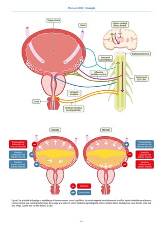 Manual AMIR · Urología
20
Figura 1. La actividad de la vejiga es regulada por el sistema nervioso central y periférico. La micción depende esencialmente de un reflejo espinal modulado por el sistema
nervioso central, que coordina las funciones de la vejiga y la uretra. El control inhibitorio ejercido por la corteza cerebral (lóbulo frontal) posee como función evitar este
arco reflejo, cuando éste no debe llevarse a cabo.
Vejiga urinaria
Corteza cerebral
(lóbulo frontal)
Uretra
Llenado
Uréter
Bulboprotuberancia
Centro sacro
(S2-S3-S4)
Inervación somática
(nervio pudendo)
Parasimpática
(relajación del
músculo detrusor)
Simpática
(contracción del
esfínter interno)
Somática
(contracción del
esfínter externo)
Parasimpática
(contracción del
músculo detrusor)
Simpática
(relajación del
esfínter interno)
Somática
(relajación del
esfínter externo)
Influencia
inhibidora cortical
Inervación
parasimpática
+
+
-
-
Micción
-
-
+
Inhibición
+ Estimulación
Inervación
simpática
 