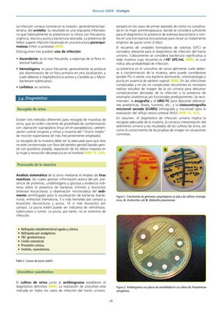Manual AMIR · Urología
28
La infección urinaria consiste en la invasión, generalmente bac-
teriana, del urotelio. Su resultado es una respuesta inflamato-
ria que habitualmente se presenta en la clínica con frecuencia,
urgencia, disuria y piuria y bacteriuria asociada. La presencia de
fiebre sugiere infección localizada en una estructura parenqui-
matosa (riñón o próstata) (MIR).
Distinguimos tres posibles vías de infección:
• Ascendente: es la más frecuente, a expensas de la flora in-
testinal habitual.
• Hematógena: es poco frecuente, generalmente se produce
por diseminación de un foco primario en otra localización, y
suele deberse a Staphylococcus aureus y Candida sp o Myco-
bacterium tuberculosis.
• Linfática: es rarísima.
5.4. Diagnóstico
Recogida de orina
Existen tres métodos diferentes para recogida de muestras de
orina, que en orden creciente de posibilidad de contaminación
son: aspiración suprapúbica (muy útil en parapléjicos), cateteri-
zación uretral (mujeres y niños) y muestra del “chorro medio”
de micción espontánea (el más frecuentemente empleado).
La recogida de la muestra debe ser la adecuada para que ésta
no esté contaminada con flora del epitelio genital (lavado geni-
tal con povidona yodada, separación de los labios mayores en
la mujer y retracción del prepucio en el hombre) (MIR 10, 209).
Procesado de la muestra
Análisis sistemático de la orina mediante el empleo de tiras
reactivas, las cuales aportan información acerca del pH, pre-
sencia de proteínas, urobilinógeno y glucosa y evidencia indi-
recta sobre la presencia de bacterias (nitritos) y leucocitos
(esterasa leucocitaria); y observación microscópica del sedi-
mento centrifugado para la visualización de bacterias (bacte-
riuria), eritrocitos (hematuria, 3 o más hematíes por campo) y
leucocitos (leucocituria y piuria, 10 o más leucocitos por
campo). La piuria estéril puede ser indicativa de nefrolitiasis,
tuberculosis o tumor. La piuria, por tanto, no es sinónimo de
infección.
Urocultivo cuantitativo
El cultivo de orina junto al antibiograma establecen el
diagnóstico definitivo (MIR). La realización de urocultivo está
indicada en todos los casos de infección del tracto urinario,
excepto en los casos de primer episodio de cistitis no complica-
da en la mujer premenopáusica, donde se considera suficiente
para el diagnóstico la presencia de esterasa leucocitaria o nitri-
tos en una tira reactiva (tira positiva) para iniciar un tratamiento
empírico de pauta corta (3 días).
El recuento de unidades formadoras de colonias (UFC) se
considera relevante para el diagnóstico de infección del tracto
urinario. Clásicamente se considera bacteriuria significativa a
toda muestra cuyo recuento es >105
UFC/mL (MIR), lo cual
indica alta probabilidad de infección.
La presencia en el urocultivo de varios gérmenes suele deber-
se a contaminación de la muestra, pero puede considerarse
posible ITU si existe una bacteria dominante, sintomatología y
piuria en ausencia de epitelio vaginal (MIR). En las infecciones
complicadas y en las no complicadas recurrentes es necesario
realizar estudios de imagen de la vía urinaria para descartar
complicaciones derivadas de la infección y la presencia de
anomalías anatómicas y/o funcionales predisponentes. Se reco-
miendan: la ecografía y el URO-TC para descartar alteracio-
nes anatómicas, litiasis, tumores, etc.; y la cistouretrografía
miccional seriada (CUMS) (retrógrada y miccional) para la
evaluación del reflujo vesico-ureteral (RVU) (MIR 19, 143).
En resumen, el diagnóstico de infección urinaria implica la
recogida adecuada de la muestra, la correcta interpretación del
sedimento urinario y los resultados de los cultivos de orina, así
como el conocimiento de las pruebas de imagen en situaciones
concretas.
Tabla 2. Causas de piuria estéril.
• Nefropatía tubulointersticial aguda y crónica.
• Nefropatía por analgésicos.
• TBC genitourinaria.
• Cistitis intersticial.
• Prostatitis crónica.
• Uretritis, reumatismos.
A B
Figura 1. Crecimiento de gérmenes uropatógenos en placa de cultivos cromogé-
nicos. A. Escherichia coli. B. Klebsiella pneumoniae.
Figura 2. Antibiograma con placas de sensibilidad en un cultivo de Pseudomona
aeruginosa.
 