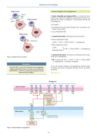 Fármacos en Uro-Oncología
73
Terapias dirigidas anti-angiogénicas
El factor inducible por hipoxia (HIF) es un factor de trans-
cripción que regula la angiogénesis, paso determinante en los
procesos de invasión y metástasis. La homeostasis del HIF está
controlada por:
• El oxígeno.
• El producto de transcripción del gen VHL, la proteína Von
Hippel Lindau (pVHL).
• La vía PI3K/Akt/mTOR.
En ausencia de tumor, distinguimos dos situaciones:
• Buena oxigenación tisular:
↑ pVHL → ↓ HIF → ↓ VEGF y PDGF → ↓ angiogénesis
• Mala oxigenación tisular:
↓ pVHL
PI3K/Akt/mTOR
En presencia de tumor, se produce una alteración de la regu-
lación de la angiogénesis
• CR: mutación gen VHL → ↓ pVHL → ↑ HIF → ↑ VEGF y PDGF
→ ↑ angiogénesis → invasión y metástasis.
El uso de terapias dirigidas anti-angiogénicas permite paliar
los efectos que tiene la supresión del gen VHL en las células
tumorales.
(Ver figura 3)
↑ HIF → ↑ VEGF y PDGF → ↑ angiogénesis
Figura 2. Papel del CTLA-4 en el cáncer.
Célula T activa
TCR
MHC
B7
CD28
CTLA-4
Célula T inactiva
Célula T activa
Anti CTLA-4
APC
Figura 3. Terapias dirigidas anti-angiogénicas.
Célula endotelial
Célula tumoral
Angiogénesis
MET
MET
VHL
• Crecimiento celular
• Supervivencia celular
HGF
HGF
GAS6 GDNF VEGF PDGF TGFβ
FGF
AXL RET VEGFR FGFR PDGFR CD105 ALK-1
Cabozantinib
Pazopanib
Sunitinib
Axitinib
Lenvantinib
Bevacizumad
PI3K
AKT
HIF1α
HIF2α
mTOR
Everolimus
Temsirolimus
Recuerda...
Tanto PD-1/PD-L1 como CTLA-4 funcionan como reguladores
negativos del sistema inmune. Por tanto, el uso de fármacos
anti PD-1/PD-L1 y CTLA-4 es esencial para restaurar la acción
antitumoral de las células T.
 