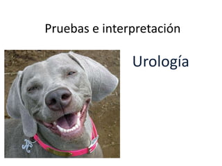 Pruebas e interpretación
Urología
 