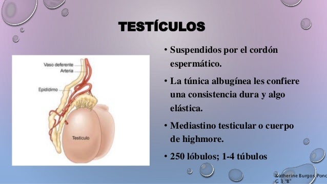 Urologia (Escroto, Testículo y Epididimo)