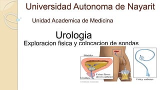 Universidad Autonoma de Nayarit
Unidad Academica de Medicina
Urologia
Exploracion fisica y colocacion de sondas
 