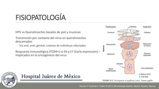 FISIOPATOLOGÍA
HPV vs Queratinocitos basales de piel y mucosas
Transmisión por contacto del virus en queratinocitos
descamados
◦ Vía oral, anal, genital, cutánea de individuos infectados
Respuesta inmunológica (TCD4+) vs E6 y E7 (Early expression) –
Implicados en la oncogénesis del virus
Murray P, Rosethal K, Pfaller M (2013) Microbiologia Medica. Madrid, España. Elsevier
 