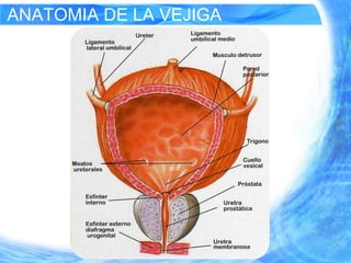 ANATOMIA DE LA VEJIGA
 