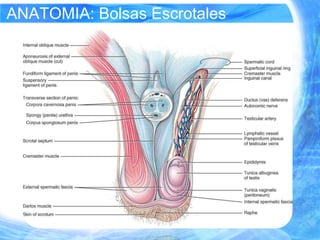 Urologia jonathan molina | PPTX