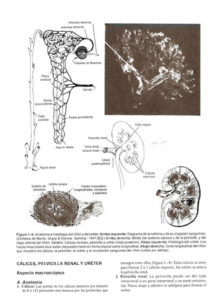 Urologia smith 11_ed