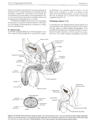 Urologia smith 11_ed