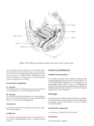Urologia smith 11_ed