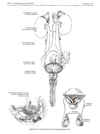 Urologia smith 11_ed