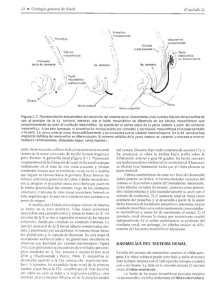 Urologia smith 11_ed