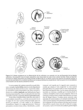 Urologia smith 11_ed