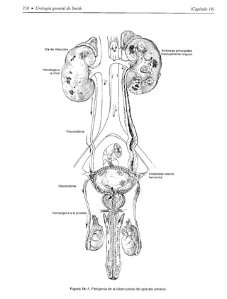 Urologia smith 11_ed