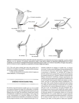 Urologia smith 11_ed
