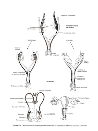 Urologia smith 11_ed