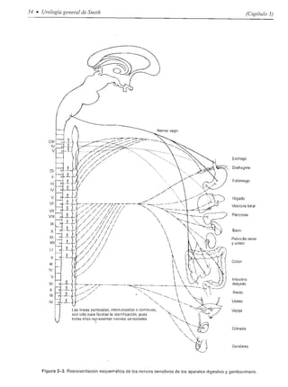 Urologia smith 11_ed