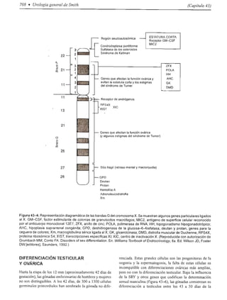 Urologia smith 11_ed