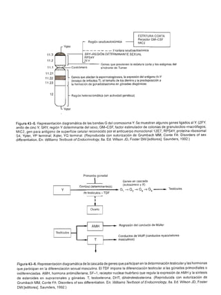 Urologia smith 11_ed