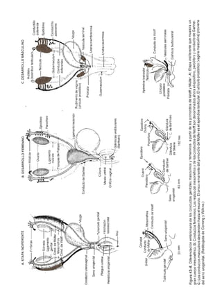 Urologia smith 11_ed