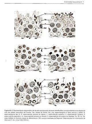 Urologia smith 11_ed