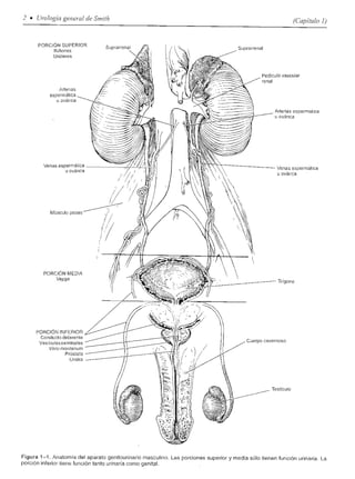 Urologia smith 11_ed