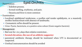 Epid.Orchitis
 Presentation:
 Indolent process.
 Scrotal swelling, erythema, and pain.
 Dysuria and fever is more common
 Examination:
 Localized epididymal tenderness, a swollen and tender epididymis, or a massively
swollen hemiscrotum with absence of landmarks.
 Cremasteric reflex should be present.
 Urine: Pyuria, bacteriuria, or a positive urine culture (Gram-negative bacteria).
 Management:
 Bed rest for 1 to 3 days then relative restriction .
 Scrotal elevation, the use of an athletic supporter
 parenteral antibiotic therapy should be instituted when UTI is documented or
suspected.
 Urethral instrumentation should be avoided
 