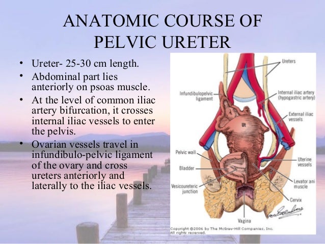 Ureter Anatomy Female Ureter Anatomy Female