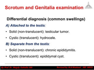 Differential diagnosis (common   swellings) A) Attached to the testis :  Solid (non-translucent): testicular tumor.  Cystic (translucent): hydrocele.  B) Separate from the testis :  Solid (non-translucent): chronic epididymitis.  Cystic (translucent): epididymal cyst.  Scrotum and Genitalia examination Magdy Fath-Alla, 2009 