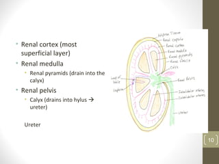 • Renal cortex (most
superficial layer)
• Renal medulla
• Renal pyramids (drain into the
calyx)
• Renal pelvis
• Calyx (drains into hylus 
ureter)
Ureter
10
 