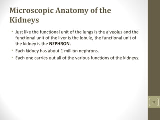 Microscopic Anatomy of the
Kidneys
• Just like the functional unit of the lungs is the alveolus and the
functional unit of the liver is the lobule, the functional unit of
the kidney is the NEPHRON.
• Each kidney has about 1 million nephrons.
• Each one carries out all of the various functions of the kidneys.
12
 