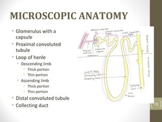• Glomerulus with a
capsule
• Proximal convoluted
tubule
• Loop of henle
• Descending limb
• Thick portion
• Thin portion
• Ascending limb
• Thick portion
• Thin portion
• Distal convoluted tubule
• Collecting duct 13
MICROSCOPIC ANATOMY
 