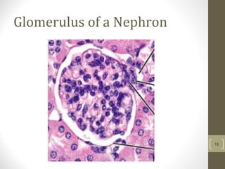 Glomerulus of a Nephron
15
 
