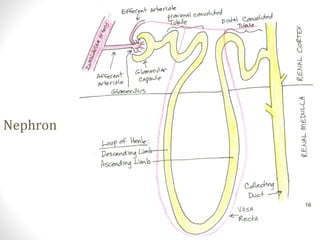 Nephron
16
 