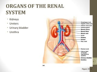 ORGANS OF THE RENAL
SYSTEM
• Kidneys
• Ureters
• Urinary bladder
• Urethra
3
Figure 23.1a
 