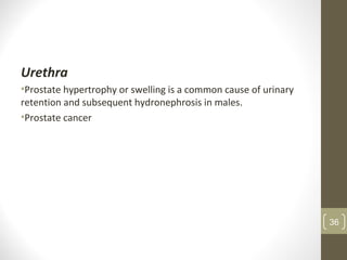 Urethra
•Prostate hypertrophy or swelling is a common cause of urinary
retention and subsequent hydronephrosis in males.
•Prostate cancer
36
 
