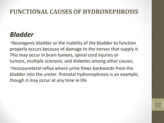 FUNCTIONAL CAUSES OF HYDRONEPHROSIS
Bladder
•Neurogenic bladder or the inability of the bladder to function
properly occurs because of damage to the nerves that supply it.
This may occur in brain tumors, spinal cord injuries or
tumors, multiple sclerosis, and diabetes among other causes.
•Vesicoureteral reflux where urine flows backwards from the
bladder into the ureter. Prenatal hydronephrosis is an example,
though it may occur at any time in life
37
 