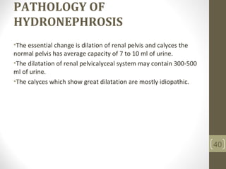 PATHOLOGY OF
HYDRONEPHROSIS
•The essential change is dilation of renal pelvis and calyces the
normal pelvis has average capacity of 7 to 10 ml of urine.
•The dilatation of renal pelvicalyceal system may contain 300-500
ml of urine.
•The calyces which show great dilatation are mostly idiopathic.
40
 